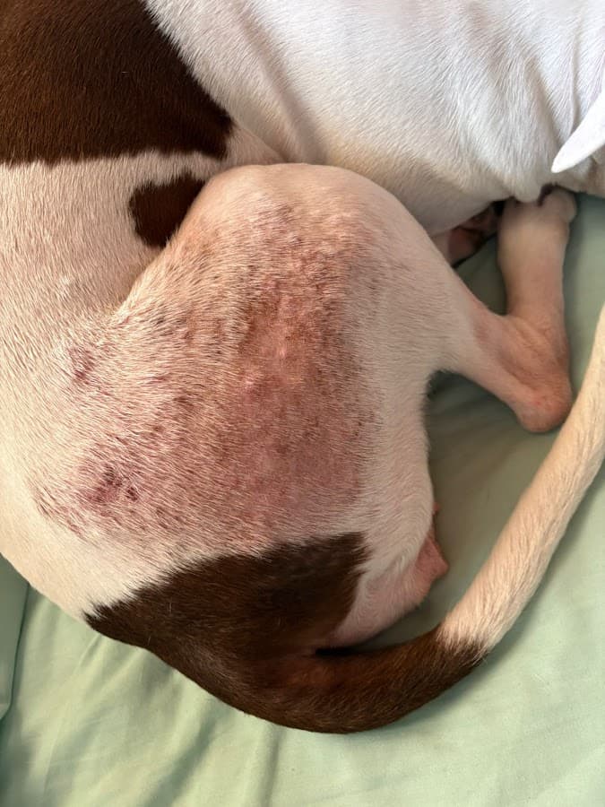 Urgencias para mascotas en cali 24 horas | emergencias veterinarias en cali 24 horas Drs Casta Azul veterinaria cerca de mi — foto