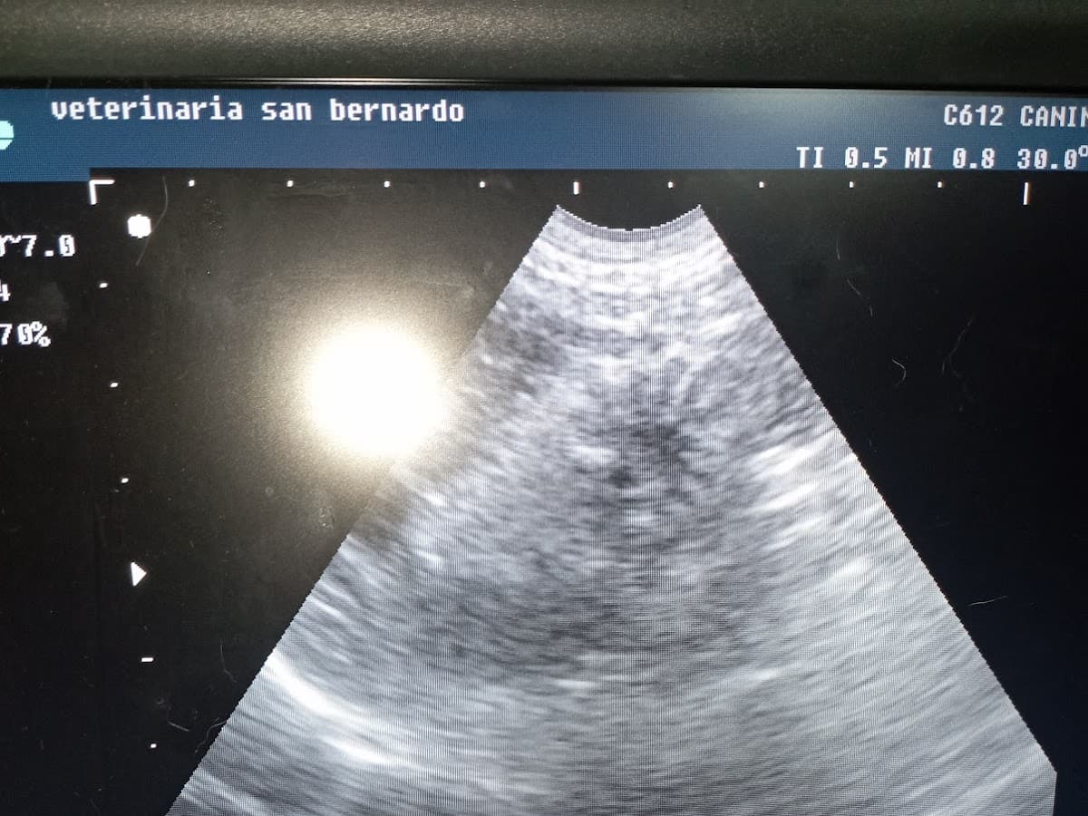 Veterinaria San Bernardo Chiclayo
