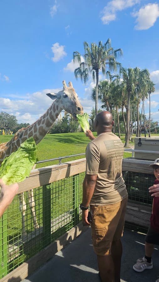 Serengeti Safari — foto