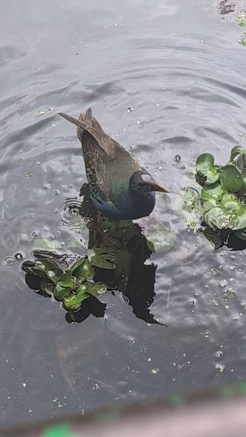 Jardín Botánico de Quito — foto