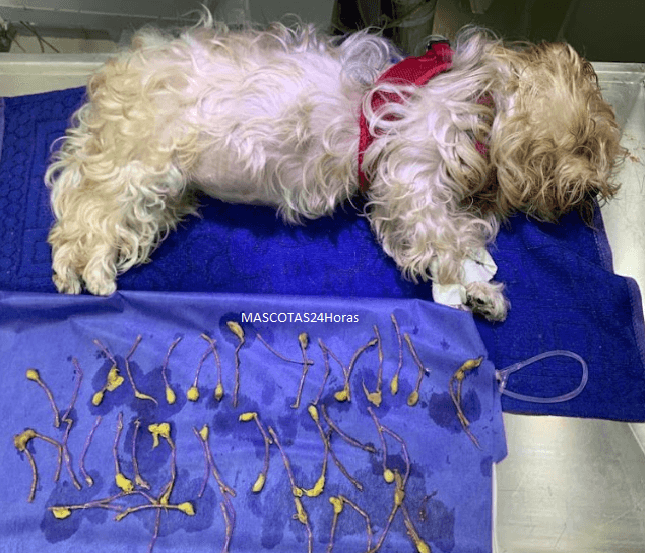 Clínica Veterinaria Mascotas 24 Horas — foto
