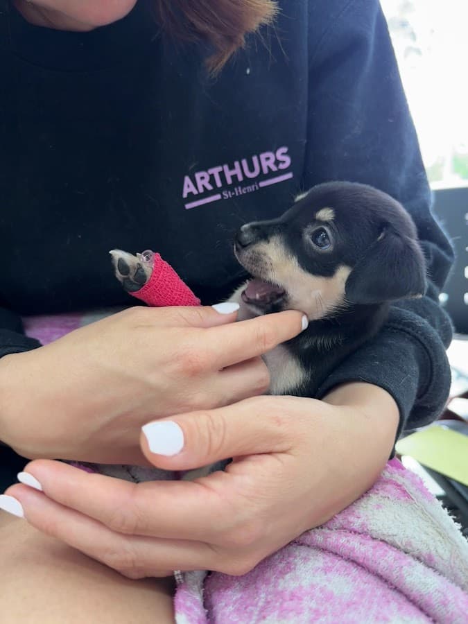 Clínica Veterinaria Mascotas 24 Horas — foto
