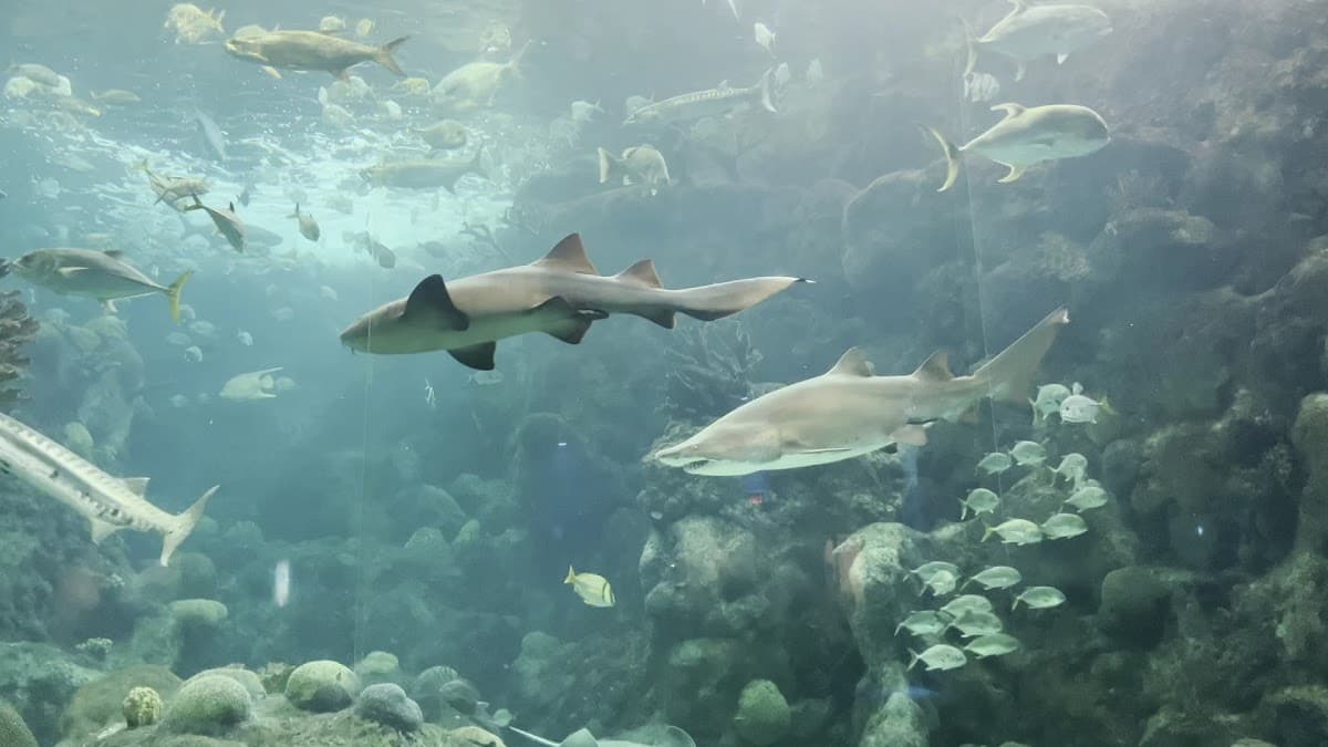 Acuario de la Florida — foto