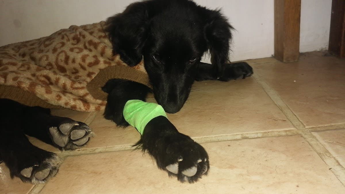 EVET Emergencias Veterinarias — foto