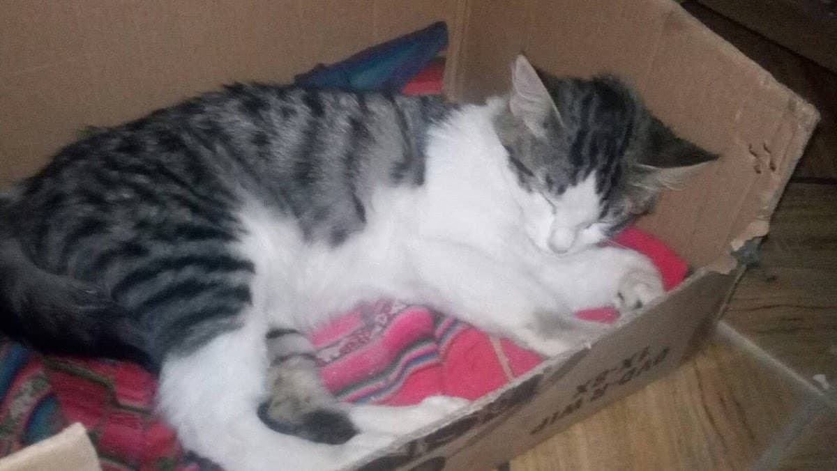 EVET Emergencias Veterinarias — foto