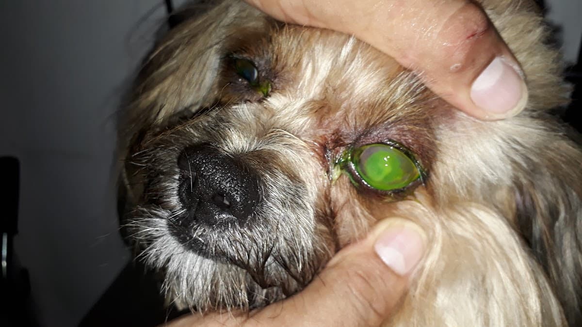 Veterinaria Salud-Zoo — foto