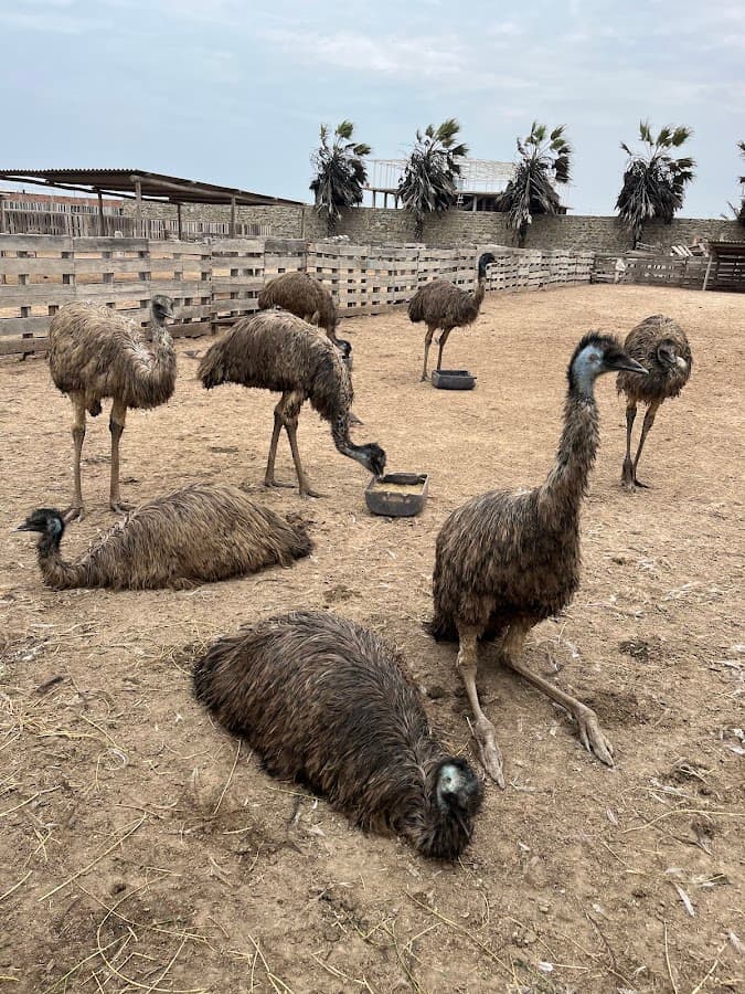 Zoocriadero de aves gigantes