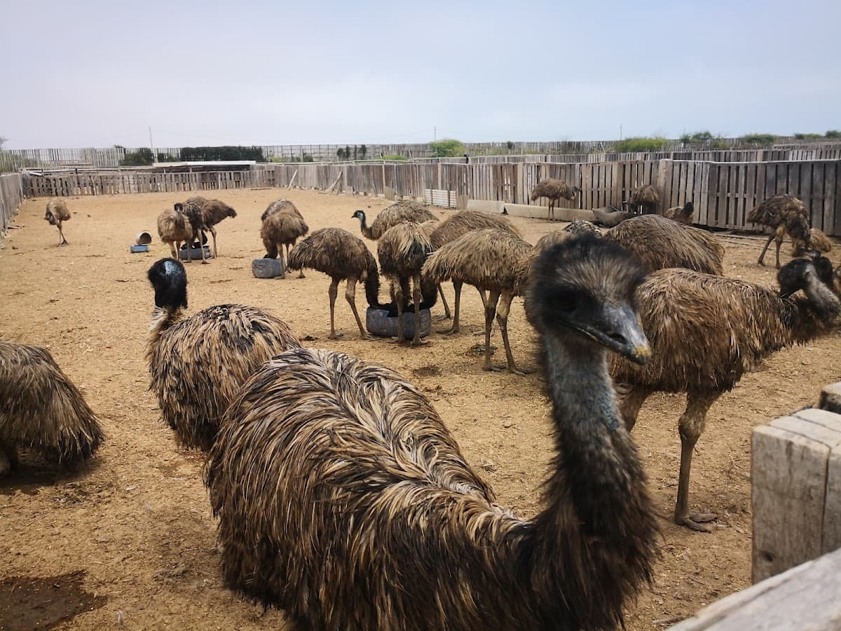 Zoocriadero de aves gigantes — foto