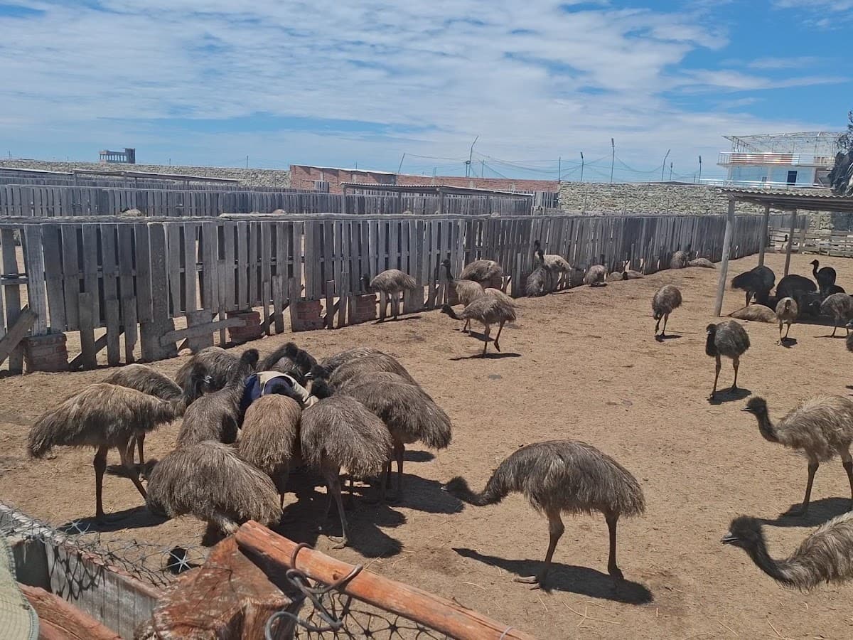 Zoocriadero de aves gigantes — foto