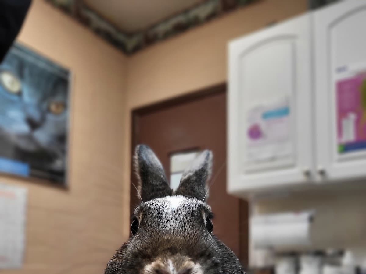 Animal Hospital of Ft Lauderdale — foto