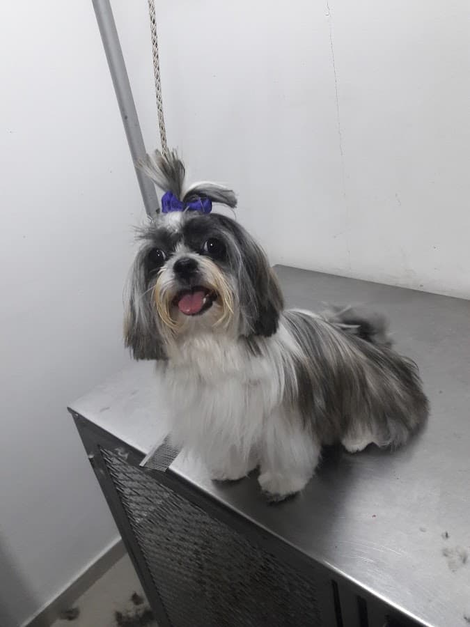 Centro Médico Veterinario Y Spa Animal Care — foto