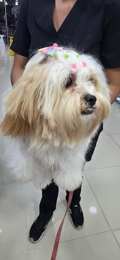 MASCOTAS GOLD - CLINICA VETERINARIA — foto