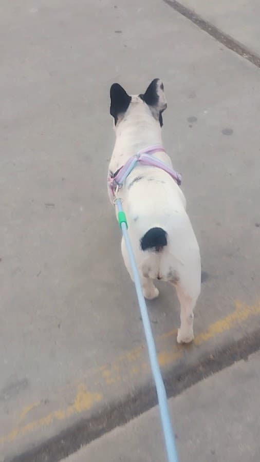 Parque Patazca — foto