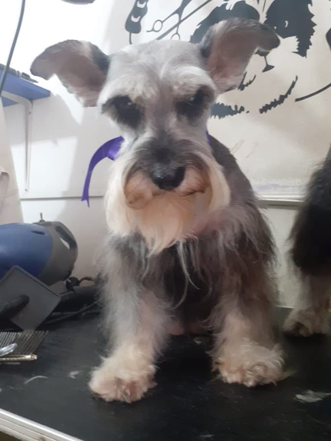 Centro veterinario PATASLANDIA — foto