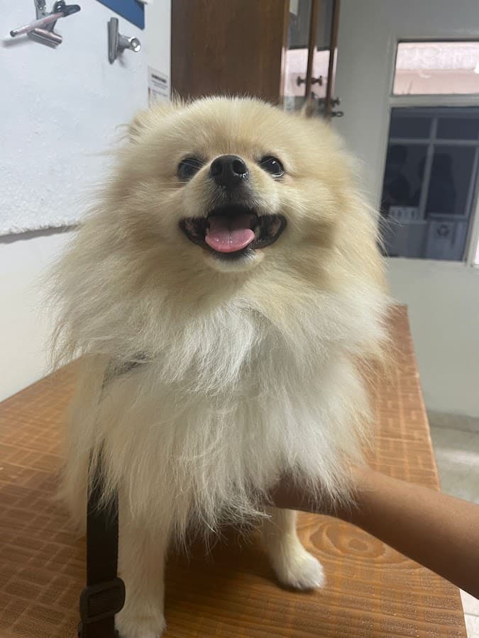 Clínica Veterinaria Alfa Urgencias 24 horas — foto