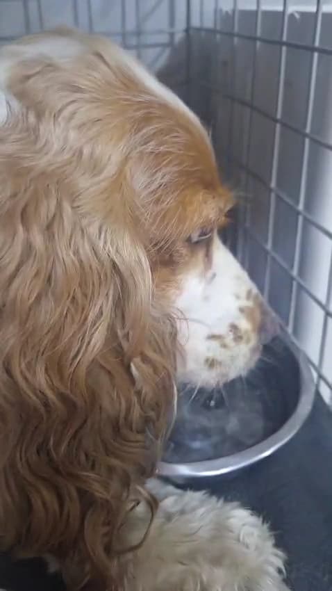 Clínica Veterinaria Alfa Urgencias 24 horas — foto