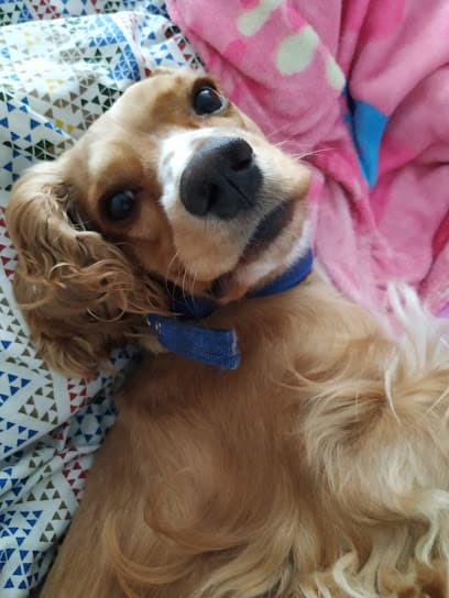 Clínica Veterinaria Belén — foto