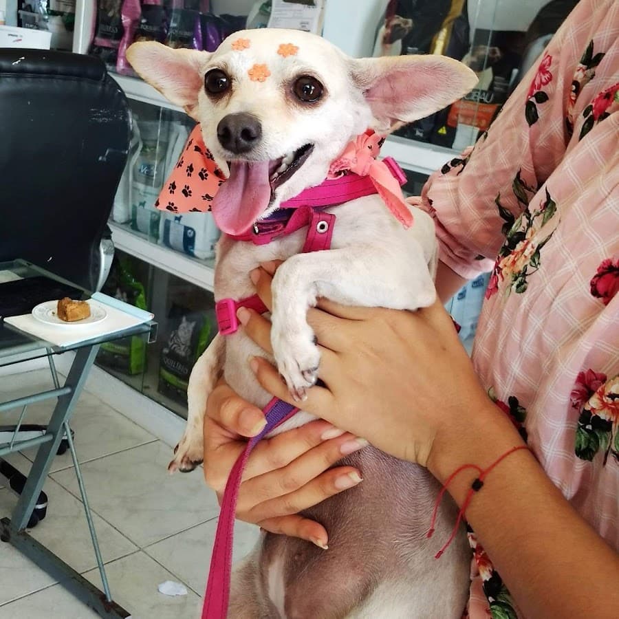 CLINICA VETERINARIA MEVEAS — foto