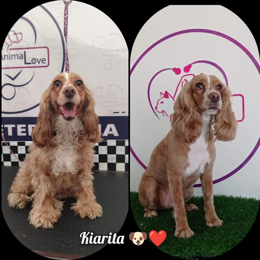 Veterinaria AnimaL ve — foto