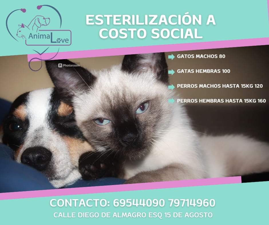 Veterinaria AnimaL ve — foto