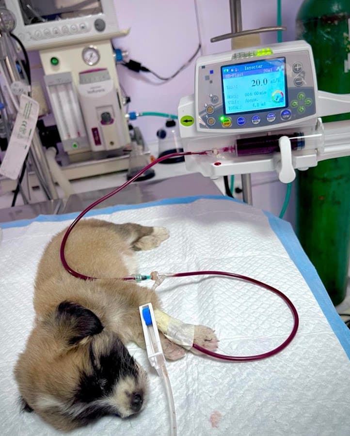 Clínica Veterinaria Doctor Vet