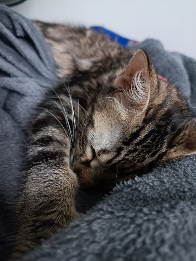 Clínica Veterinaria Puchi Vet