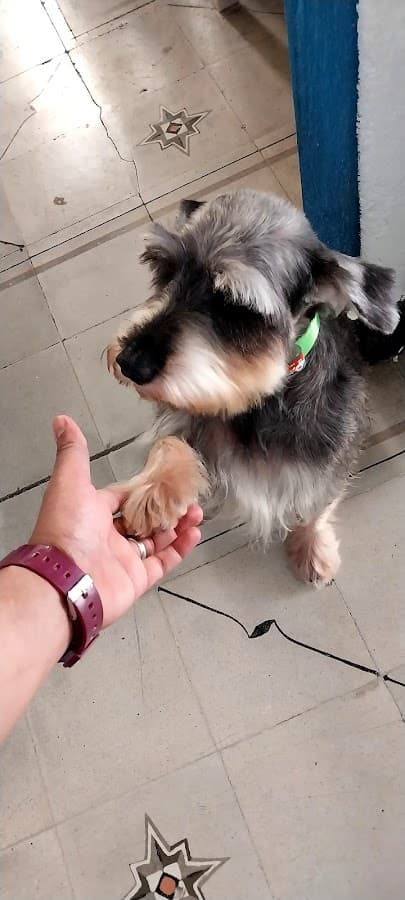 Clínica Veterinaria Puchi Vet — foto