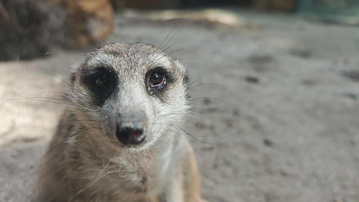 Zoológico de Barranquilla — foto