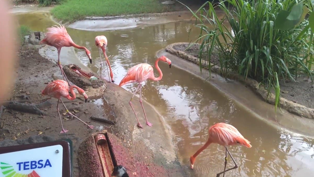 Zoológico de Barranquilla — foto