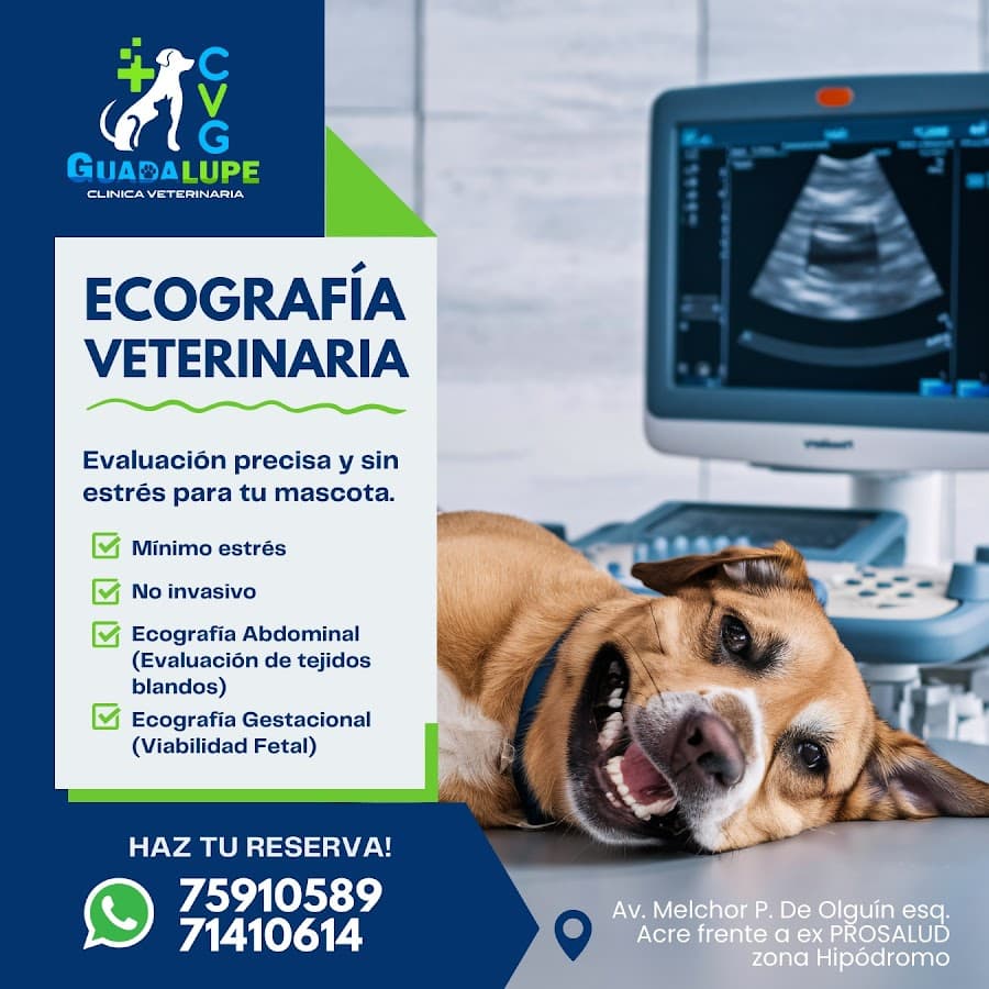 Clinica Veterinaria Guadalupe