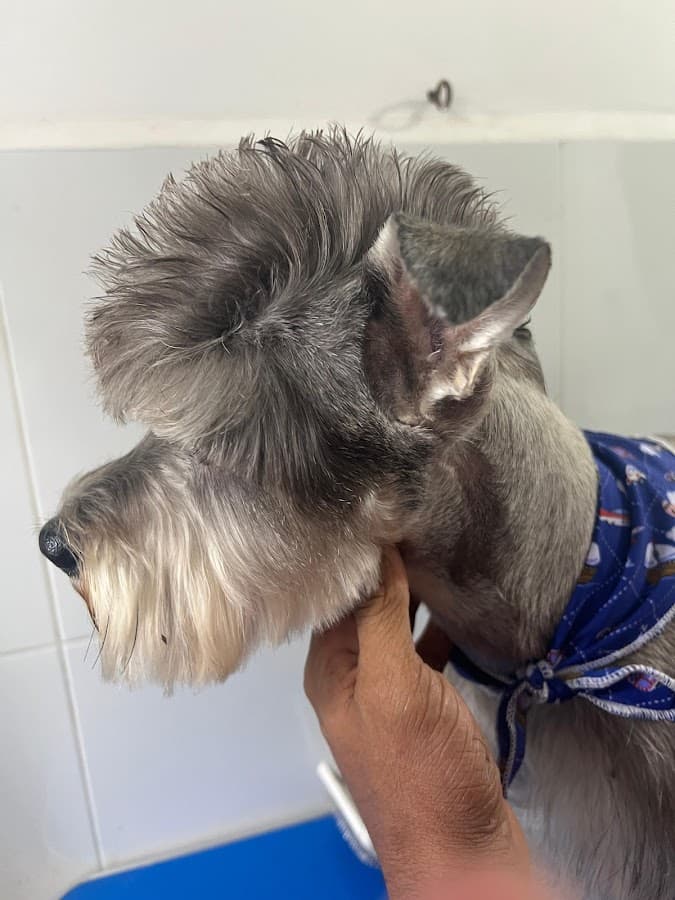 BOSTON VET — foto