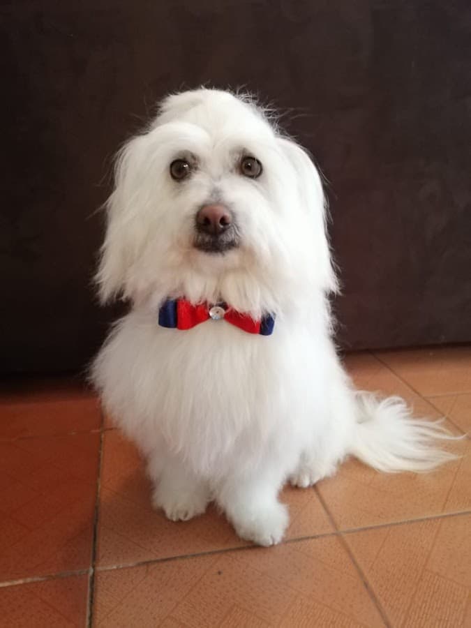 Pet lover cusco