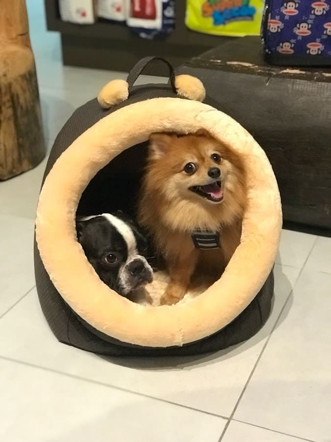 Perola Negra Pet Shop - PLANTÃO 24H — foto