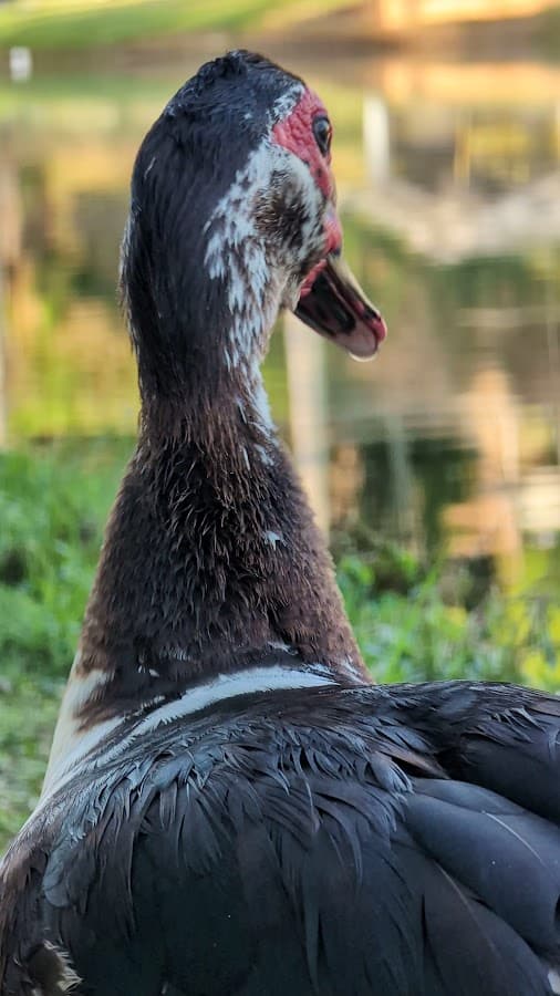 El Laguito — foto