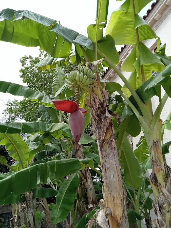 Jardín Botánico de las Cuatro Artes — foto
