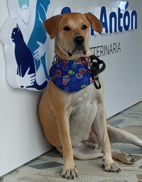 San Antón - Clínica Veterinaria 24 horas en Cali