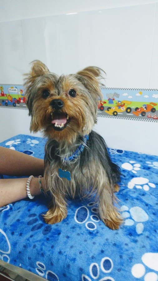 San Antón - Clínica Veterinaria 24 horas en Cali — foto