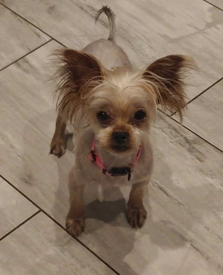 Corrine Drive Animal Hospital — foto