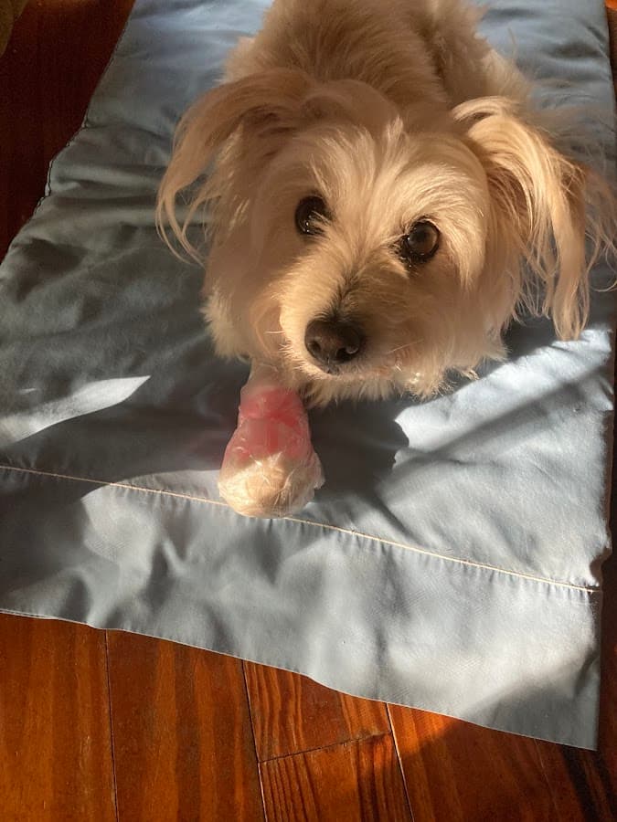 Corrine Drive Animal Hospital — foto