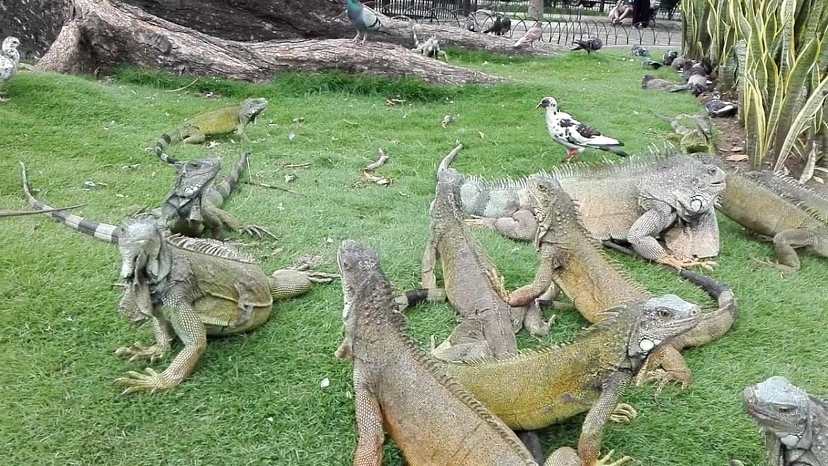 Parque Seminario — foto