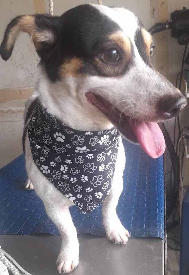 K'nes Clínica Veterinaria Neiva — foto