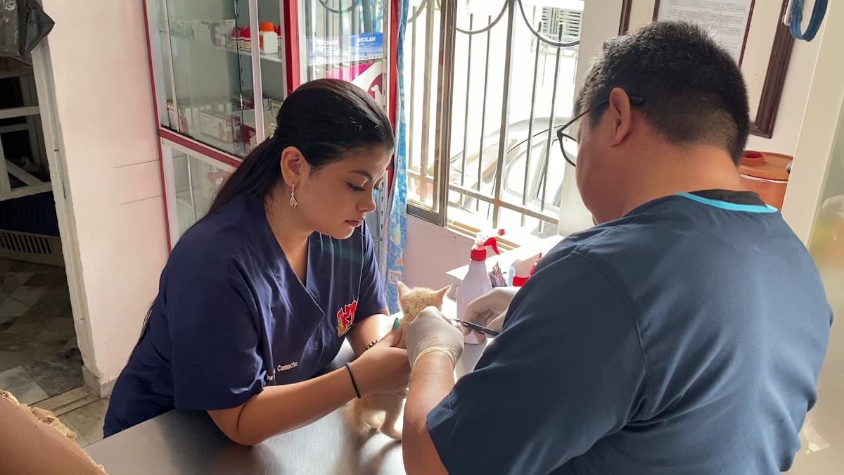K'nes Clínica Veterinaria Neiva — foto