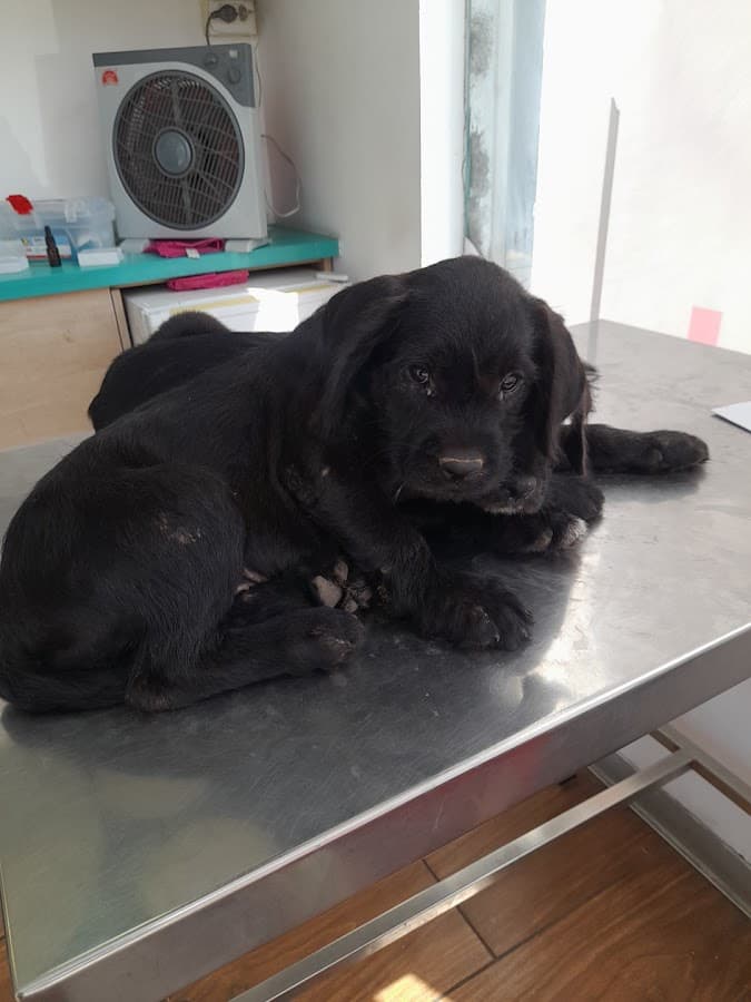 Clini Pets Emergencias - Sede Jardines del Golf — foto