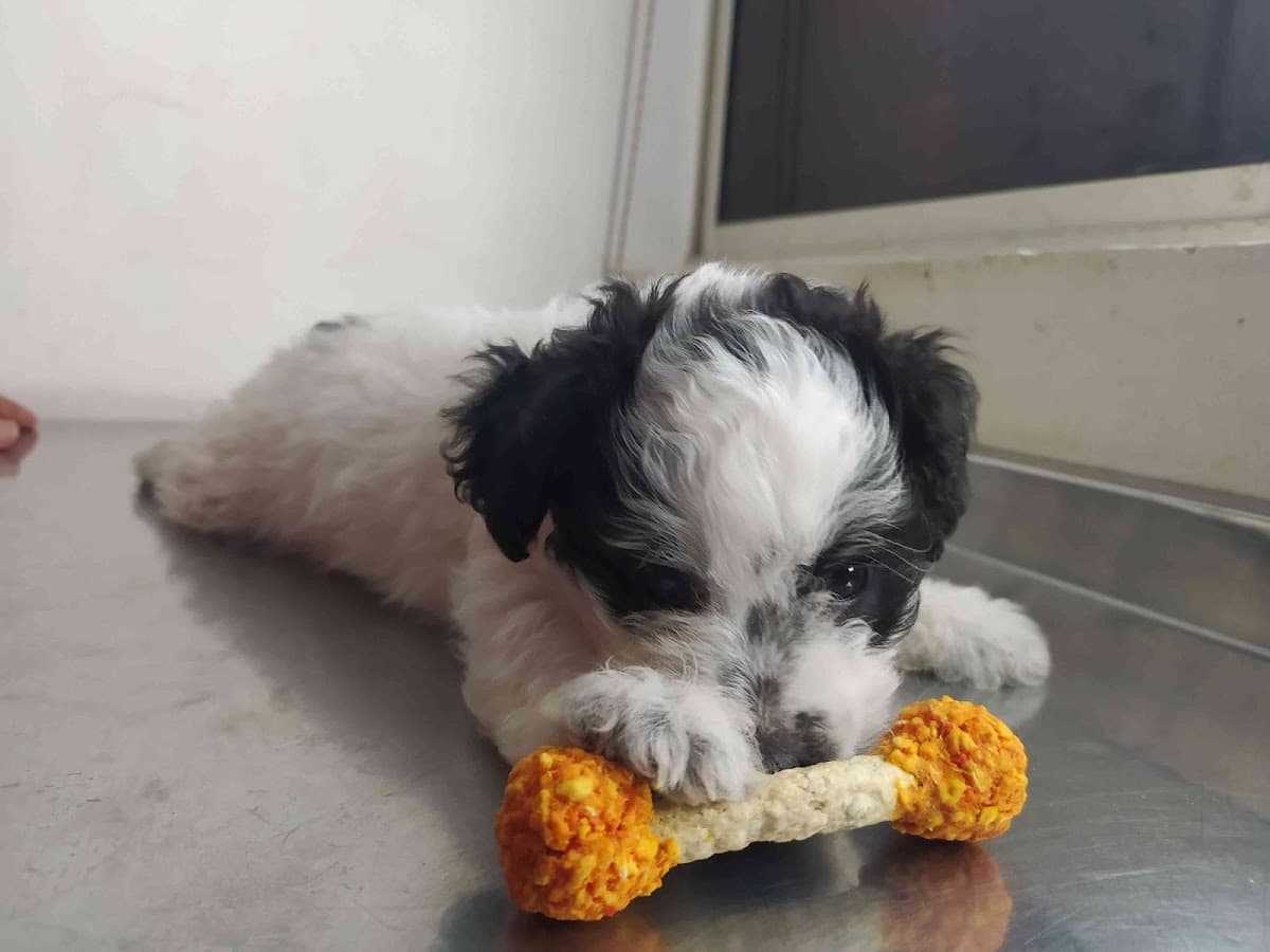 CONSULTORIO VETERINARIO VETGURO — foto