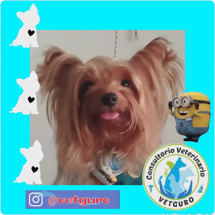 CONSULTORIO VETERINARIO VETGURO — foto