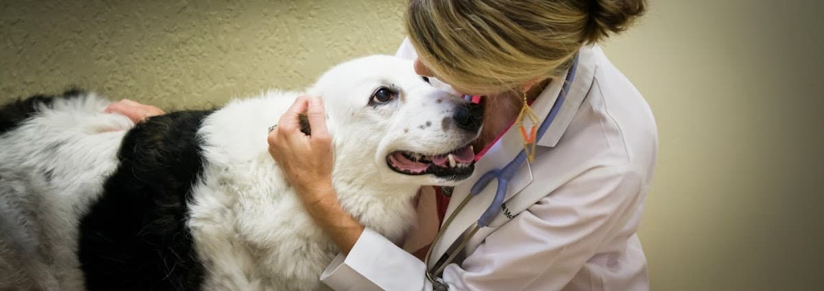 Downtown Pet Hospital