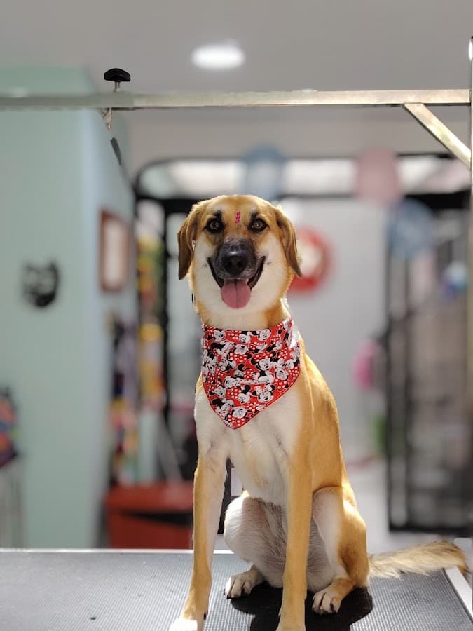 Tango Pets Spa | Peluquería Canina y Felina en Ibagué