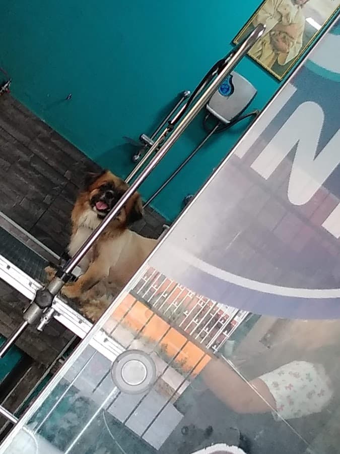 PET POINT veterinaria & Spa