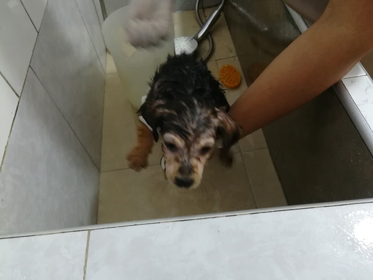 PET POINT veterinaria & Spa — foto