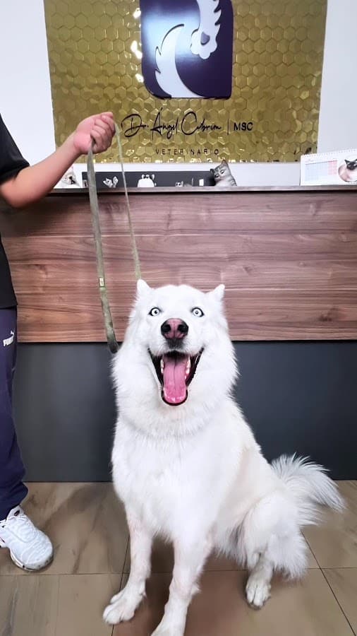 Niuvet Clínica Veterinaria — foto